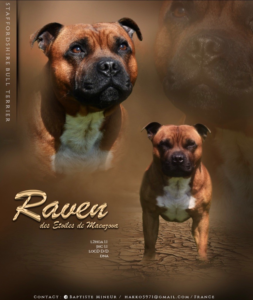 Raven des étoiles de maenzova